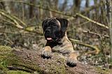 BULLMASTIFF 394